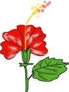 hibiscus flower drawing