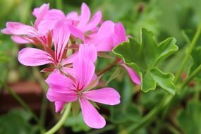 geranium blossom plant