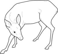 black and white sketch of a deer