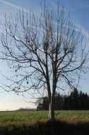 lone tree without leaves in nature
