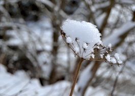 Dry plant in the snow