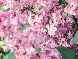 wonderful flower pink blossom