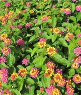 colorful little flowers on a green bush
