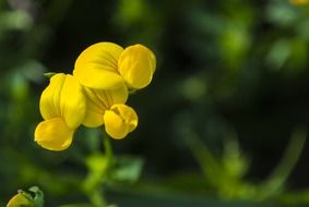 flower yellow macro