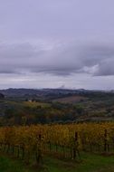 Italy vineyard