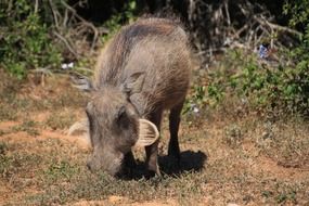 Wild warthog in Africa