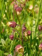 avens among green grass closeup