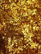 golden foliage of the European beech on a sunny day