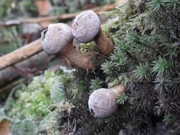 tiny mushrooms on the tree