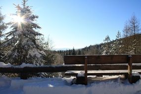 Winter forest at the bright sunlight