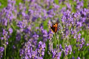 lavender butterfly herbs flower