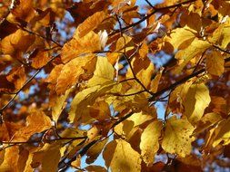 beech leaves in a sunny autumn day