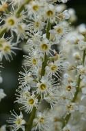 prunus laurocerasus flowers