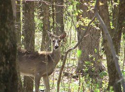 cute gray deer in the forest