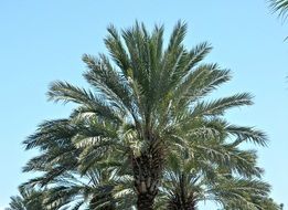 palm tree tropical sky view