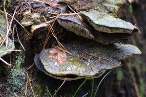 tree fungus in autumn