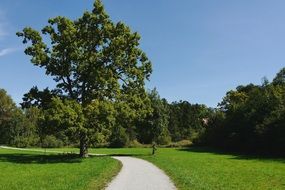m gorge tree forest oak starnberg