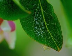 white insect on a green leaf