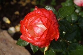 red rose flower after rain