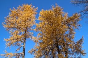 larch golden autumn trees