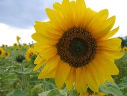 sunflower flowehead