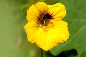 closeup photo of yellow nasturtium flower