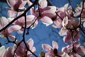 amazing magnolia flowers