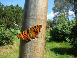 butterfly on a tree trunk