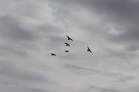 flying doves under the clouds