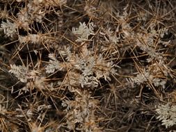brambles is a prickly bush