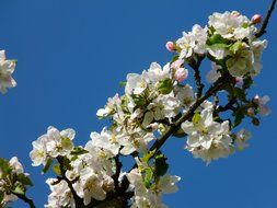 apple blossoms on a background of bright blue sky