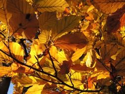 leaves road forest