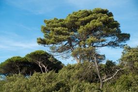 landscape of pine tree in summer forest