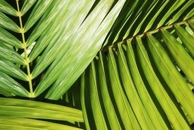 bright green palm leaves closeup