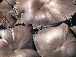 poisonous mushrooms in the sunlight close-up