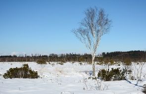 Birch on a winter field