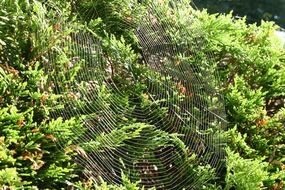 Cobweb on the bush