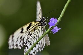 butterfly on a plant with purple flowers