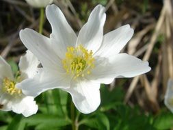 blooming white anemone close up