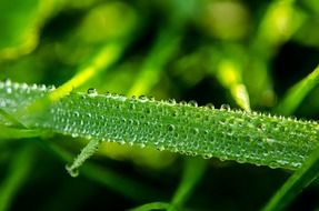 rain drops on green leaf macro photo