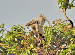 roosting wild birds in India