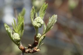 Mountain ash in spring