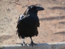 Raven on the wood