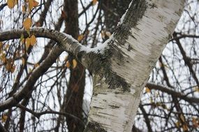 part of a birch trunk