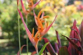 exotic hawaiian flower