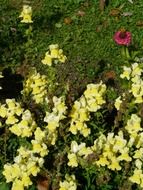 flowering Antirrhinum majus