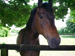 cute brown horse head in summer