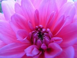 pink delicate dahlia flower