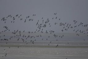 flock of birds above coast of the Bering Sea, usa, Alaska, Izembek National Wildlife Refuge