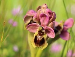 wild field purple orchid